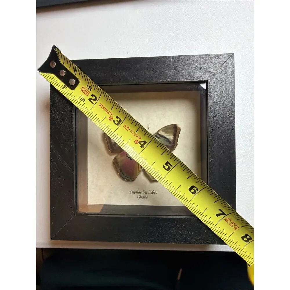 Real African Butterfly Euphaedra xypete Pink Forester Framed Taxidermy Display